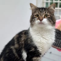Pépita Cab4461, chatte à adopter