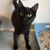 FOREST, chat à adopter