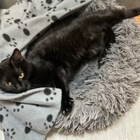 CAT SOULET, chatte à adopter