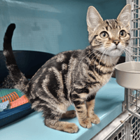 BLACK WIDOW C, chatte à adopter