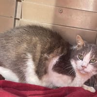 GAYA, chat à adopter