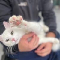 Diabolo, chat à adopter
