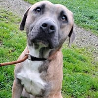 COOKIE, chien Ă  adopter