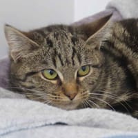 SIA, chatte à adopter