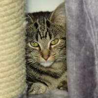NEO, chat à adopter