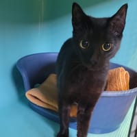 Tatiana, chatte à adopter