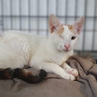 DISA CHA, chatte à adopter