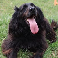 Tiper, chien à adopter