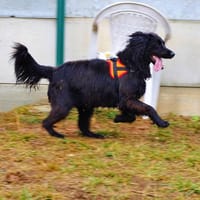 Tiper, chien à adopter