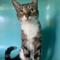 AVRY, chat à adopter