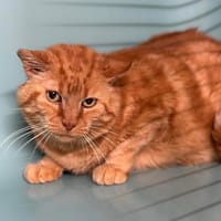 Pâtisson CAB4586, chat à adopter