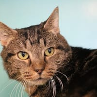DANTE HAB17195, chat à adopter