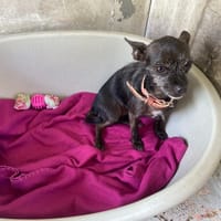 NEIGE, chienne à adopter