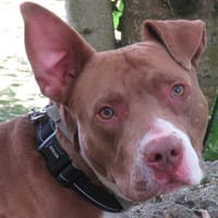 VEGA, chien à adopter