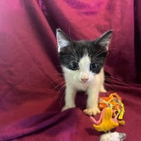 PERDITA, chatte à adopter