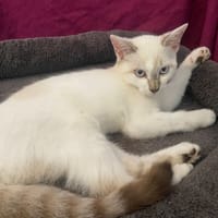 DAFNE, chatte à adopter