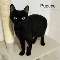 Pupuce, chatte à adopter