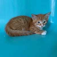 USAIN, chat à adopter