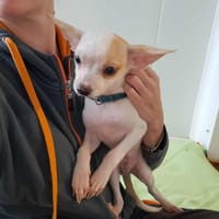 TOUDOU QCN, chien à adopter
