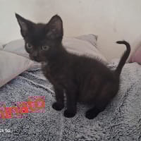 MINATO, chat à adopter
