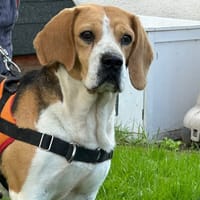NICKY, chienne à adopter