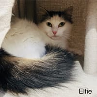 Elfie, chatte à adopter