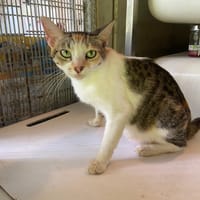 FLO, chatte à adopter