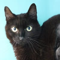 BETH HAB17238, chatte à adopter