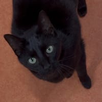 CACHOU, chat à adopter