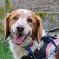 Oréo, chien à adopter