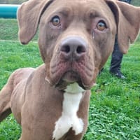 VICKY, chienne Ă  adopter