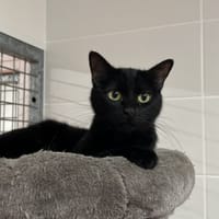 GRAZIA, chatte à adopter
