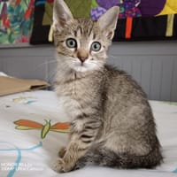 Théodor, chat à adopter
