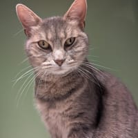 NEFERTITI A17187, chatte à adopter