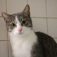 SIWAK HAB17421, chatte à adopter