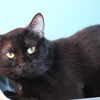 LUFFY HAB17193, chat à adopter