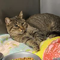 CARLA, chatte à adopter