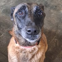 XENA, chienne Ă  adopter