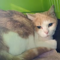 YUKI, chat à adopter