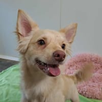 ERWIN QCN, chien à adopter