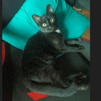 EBENE, chatte à adopter