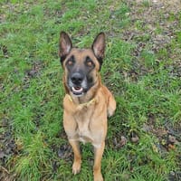 RAPTOR, chien à adopter