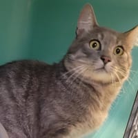 Piwi, chat à adopter
