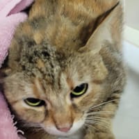 Saya, chatte à adopter