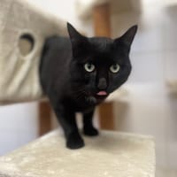 Boogy, chat à adopter