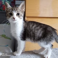 Simon, chat à adopter