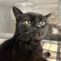 MARCURI, chat à adopter