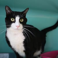 BIGGY HAB17415, chat à adopter