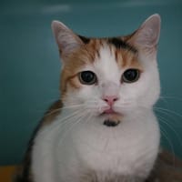 NALA HAB17345, chatte à adopter