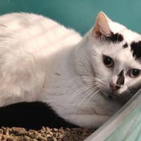 WOODY, chat à adopter